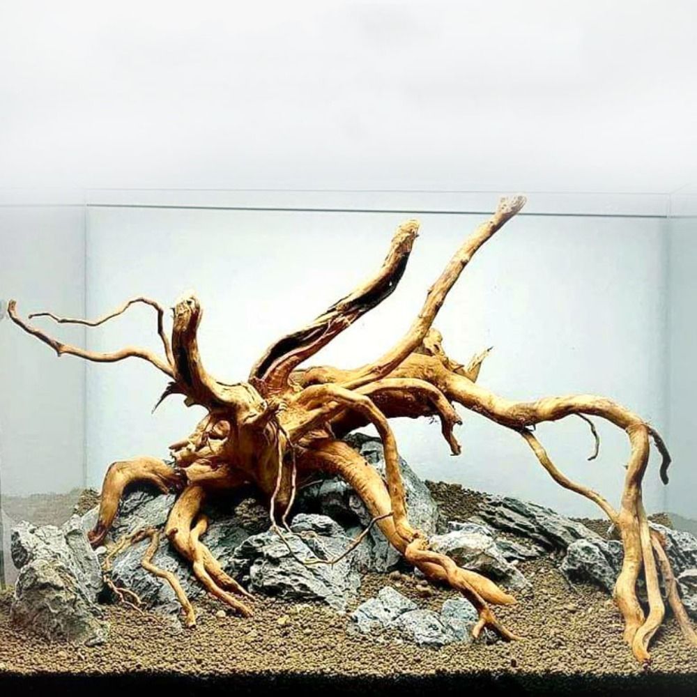 Planted Aquarium With Driftwood - Legno Naturale per Acquario 20-25CM, Decorazione