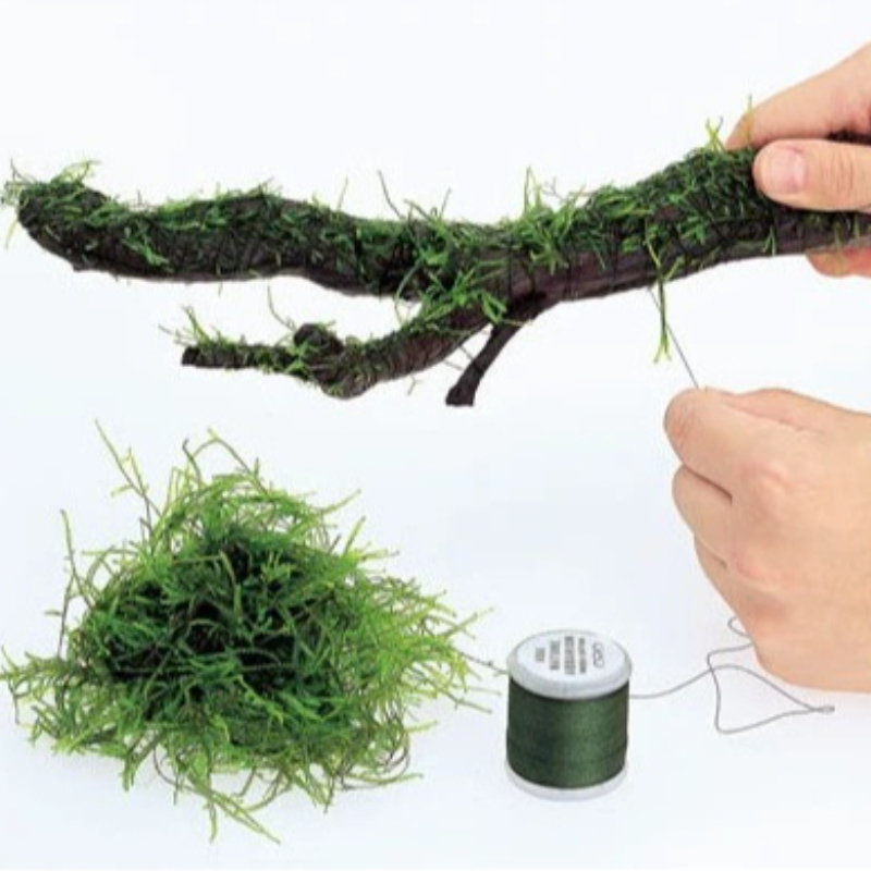 Planted Aquarium With Driftwood - Filo di Muschio Biodegradabile per Acquario