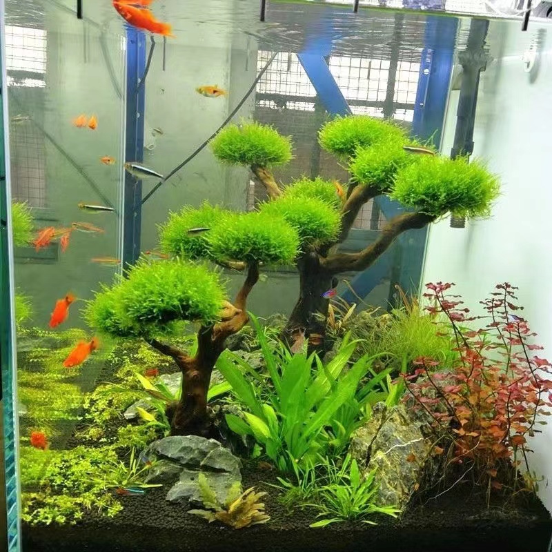 Planted Aquarium With Driftwood - Acquario verde cornice in legno piantare
