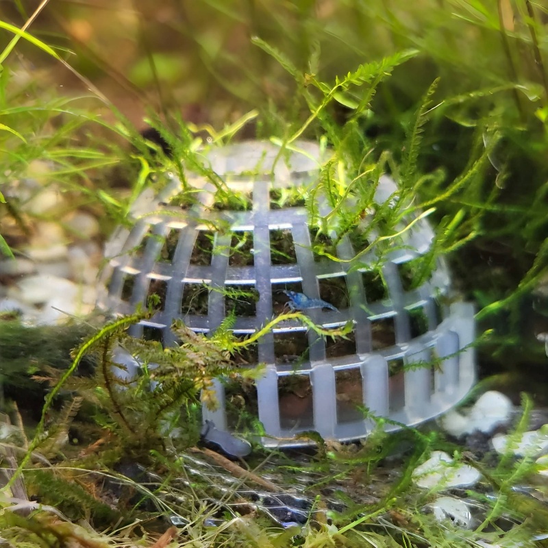 Planted Aquarium Models - Supporto per palla di muschio per