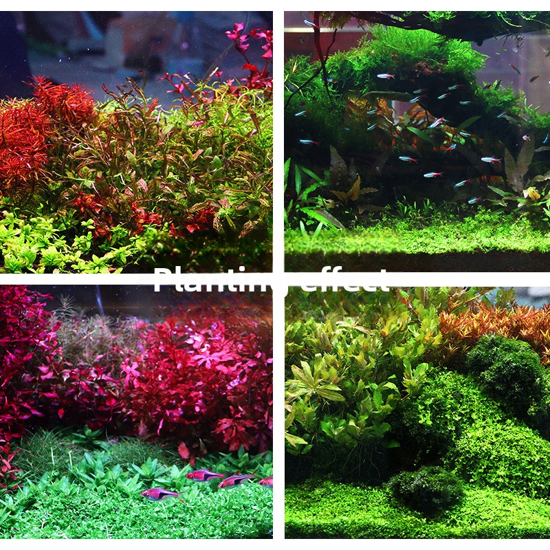 SYSENCIAGA Substrato per acqua - Planted Aquarium With Gravel recensione e prezzo