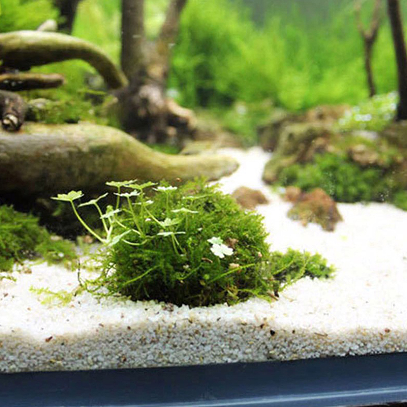 1pc acquatico forniture per an - Planted Aquarium Models recensione e prezzo
