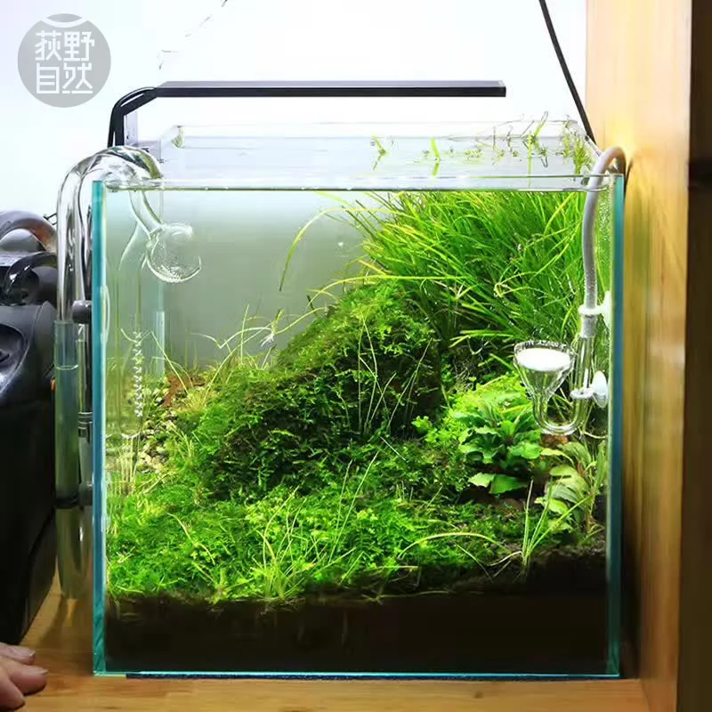 Chihiros Serie C Pianta in sti - Planted Aquarium Mini recensione e prezzo