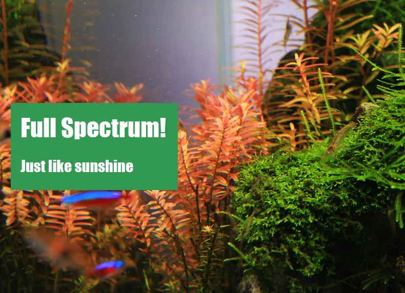 Chihiros Serie C Pianta in sti - Planted Aquarium Mini recensione e prezzo