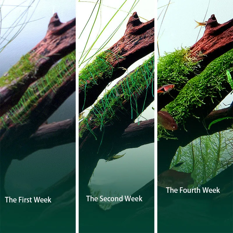 Filo di Muschio Biodegradabile - Planted Aquarium With Driftwood recensione e prezzo