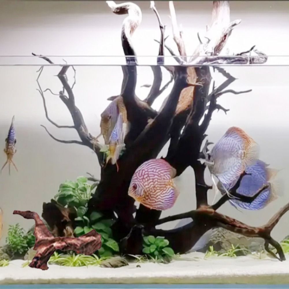 Radici di Pino Naturale a Form - Aquarium Plant Design recensione e prezzo