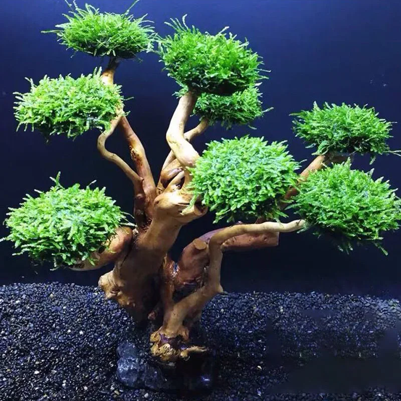 Decorazione per acquario: Albe - Planted Aquarium With Driftwood recensione e prezzo