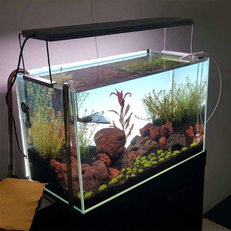 Lampada LED bianca per acquari - Planted Aquarium Best Fish recensione e prezzo