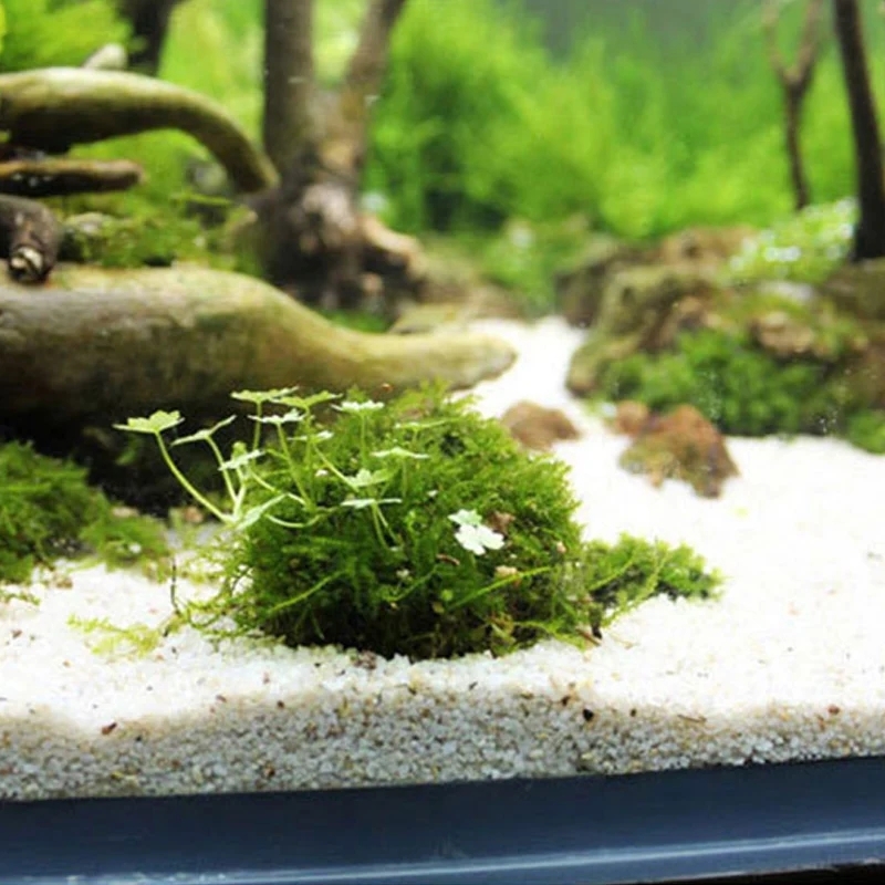 Supporto per palla di muschio  - Planted Aquarium Models recensione e prezzo